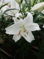 [4248 Nova Zenbla TL No02.JPG]